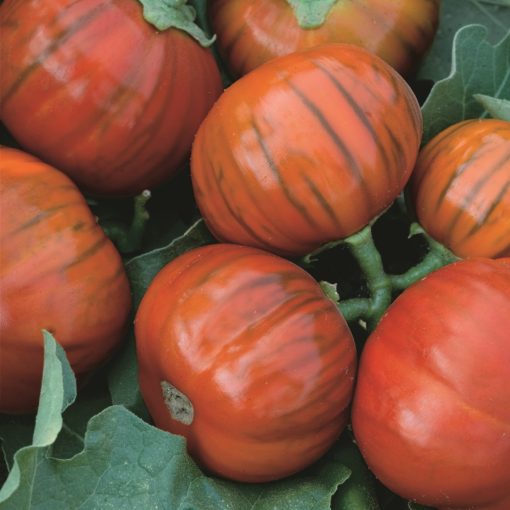 Turkish Orange eggplant