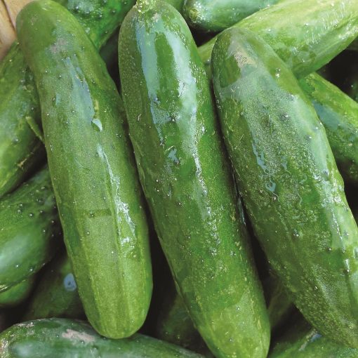 cucumber poinsett