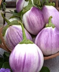 eggplant rosa bianca