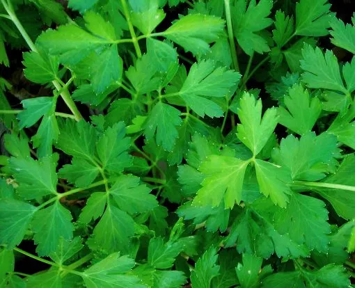 100 Italian Parsley seeds Organic and heirloom  Premium seeds