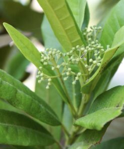 Allspice berries online