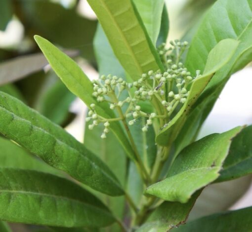 Allspice berries online