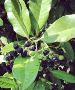Allspice berries online