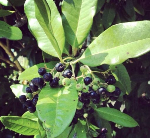 Allspice berries online