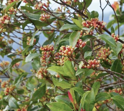 whole cloves online