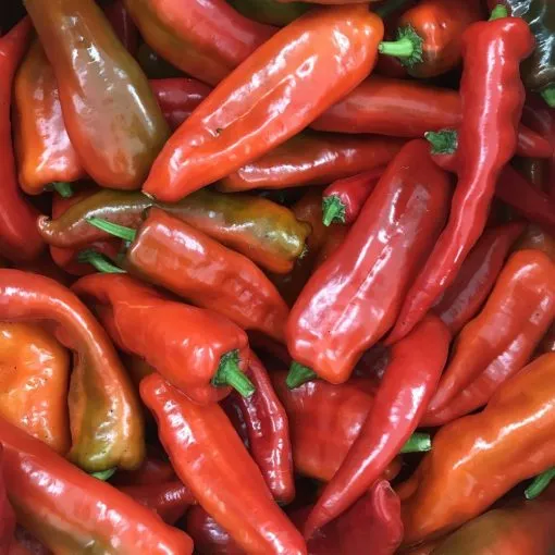 Anaheim chilli seeds - Premium Chilli seeds