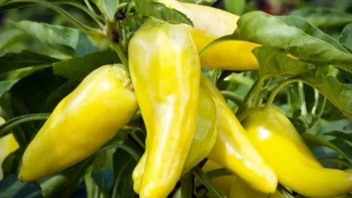 Yellow Banana chilli seeds - Premium Chilli seeds