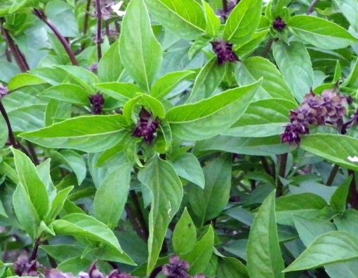 Cinnamon Basil seeds 100+ Italian basil variety. Heirloom.