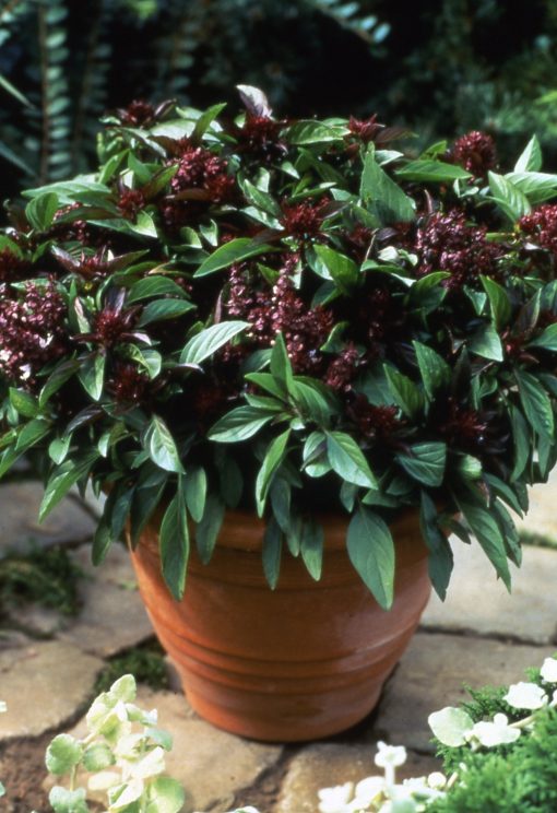 Basil Thai Siam Queen seeds 100+ Heirloom.