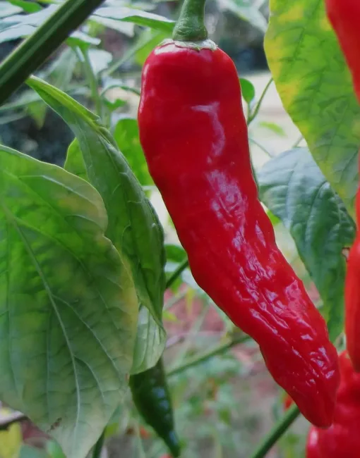Big Jim chilli seeds - Premium Organic Chilli seeds
