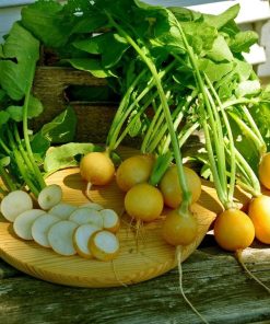 Radish Zlata Yellow heirloom seeds
