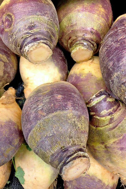 SWEDE Purple Top seeds classic winter garden vegetable