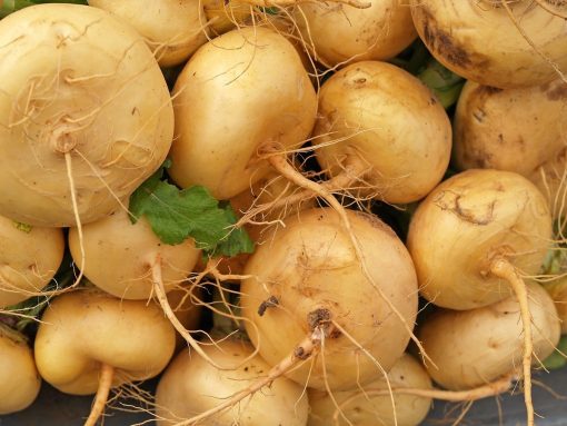 TURNIP Gold Ball heirloom seeds