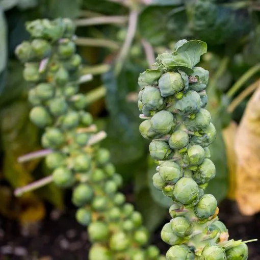 BRUSSEL SPROUT seeds Long Island Improved