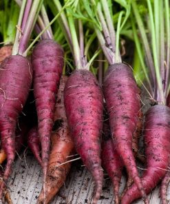 Carrot Seeds 'Cosmic Purple' Easy to Grow heirloom organic Fast delivery