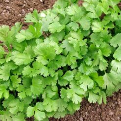 Herb Seeds