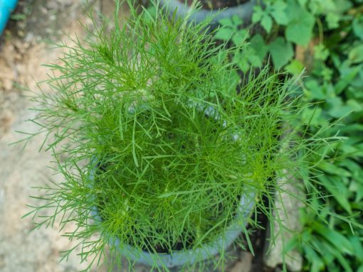 Dill Compatto seeds Container variety of dill