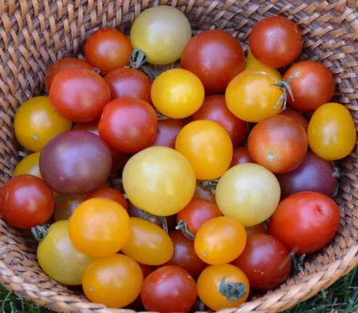 CHERRY TOMATO Mix 25+ Seeds different colours