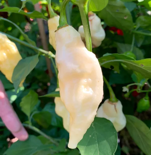 White Bhut Jolokia chilli seeds- White ghost chilli