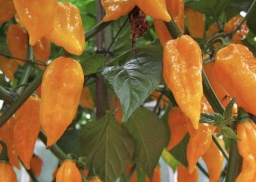 Orange Ghost chilli