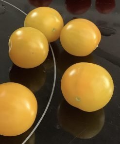 Tasmanian Yellow Cherry tomato