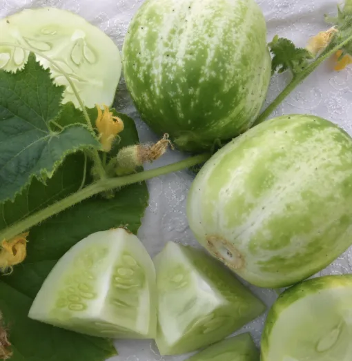 Cucumber Richmond Green seeds