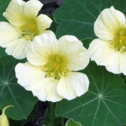 Flower Seeds