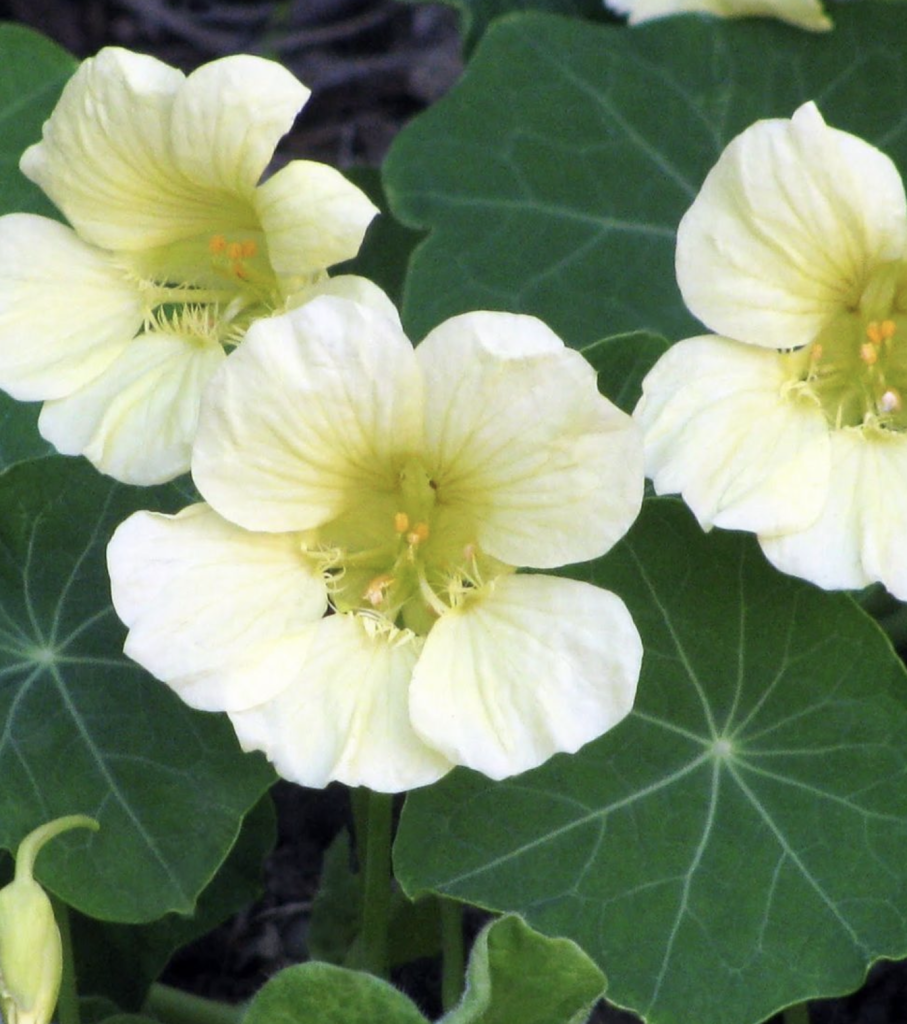 Flower Seeds