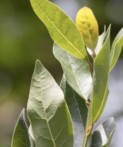 Best Bay leaves online