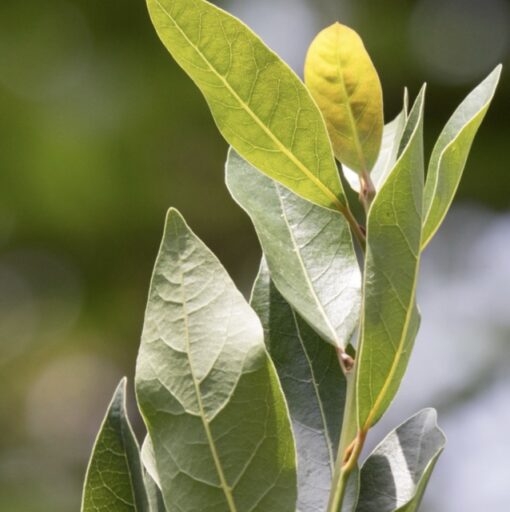 Best Bay leaves online