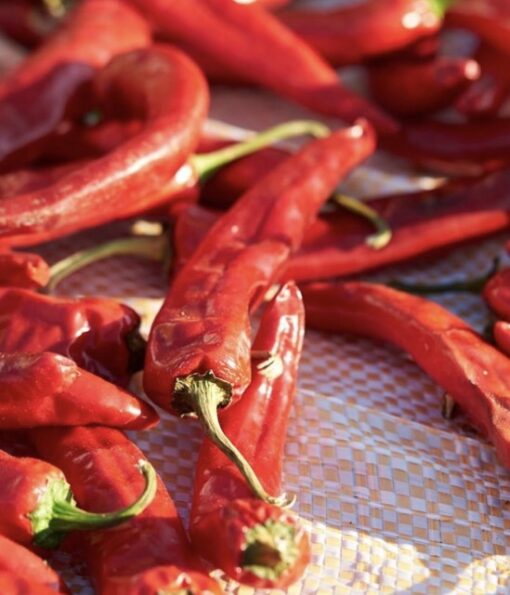 Dried Sanam chilli pods online