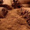 Cinnamon Powder Organic Australia