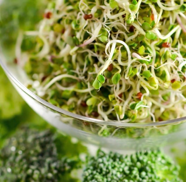 Broccoli sprouts seeds
