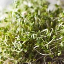 Fenugreek sprouting seeds