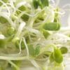 Radish sprouting seeds daikon