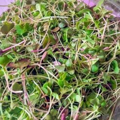 Kitchen Kickstart sprouting mix